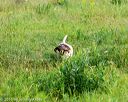 20160717-wcl-0045