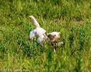 20160717-wcl-0279