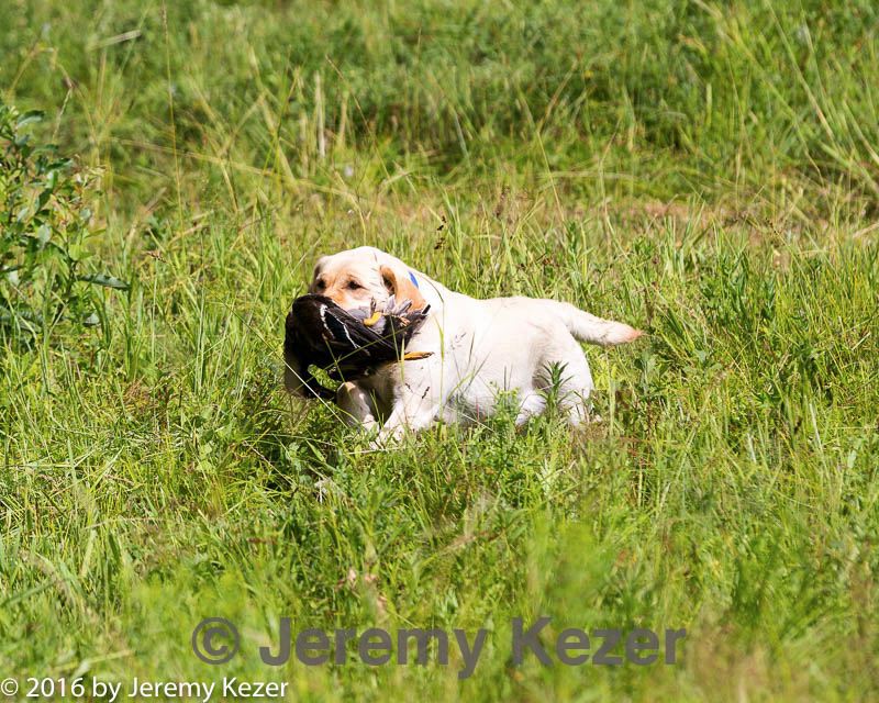 20160717-wcl-0141.jpg