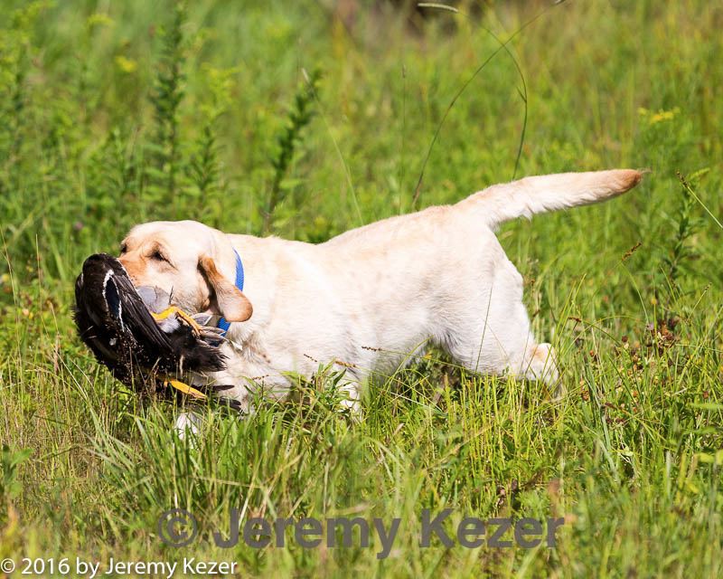20160717-wcl-0145.jpg