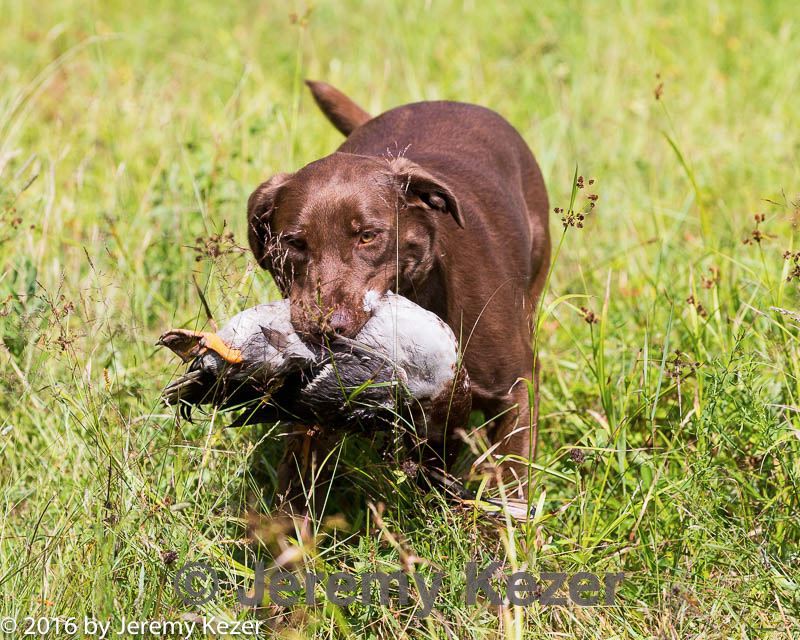 20160717-wcl-0265.jpg