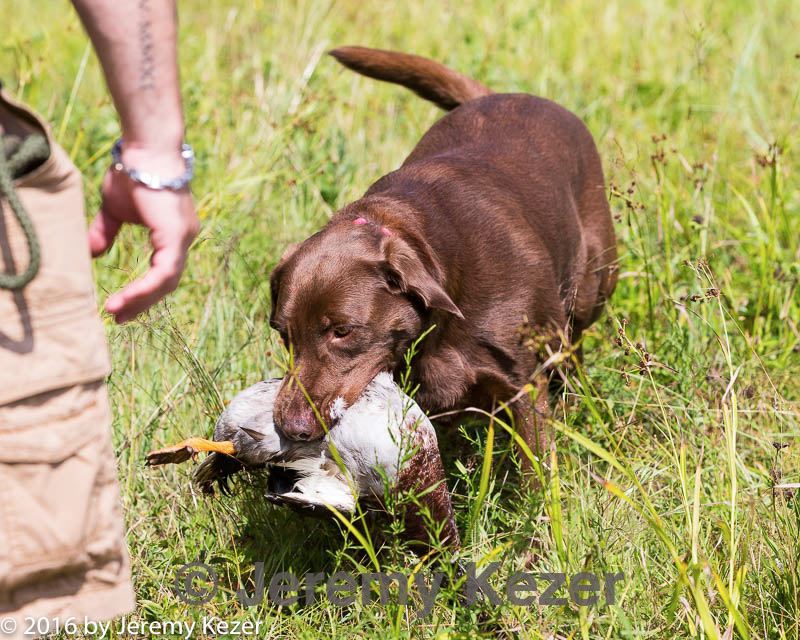 20160717-wcl-0268.jpg