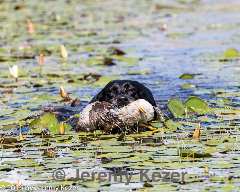 20160717-wcxw-0010.jpg