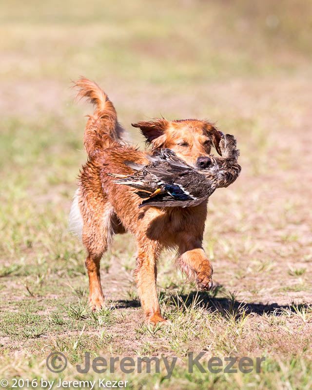 20160924-mh2-0220.jpg