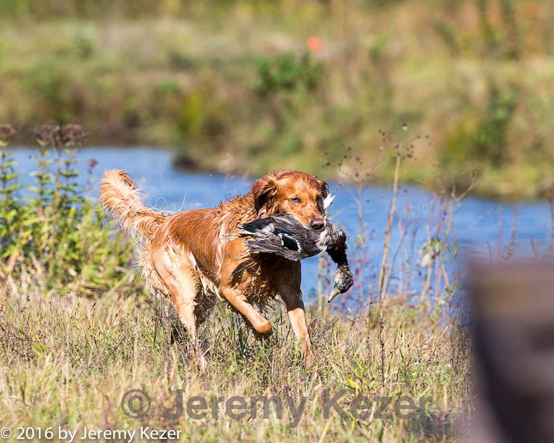 20160924-mh2-0225.jpg
