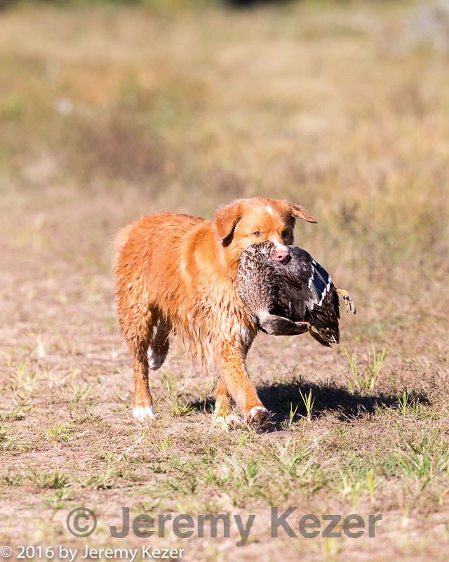 20160924-mh2-0340.jpg