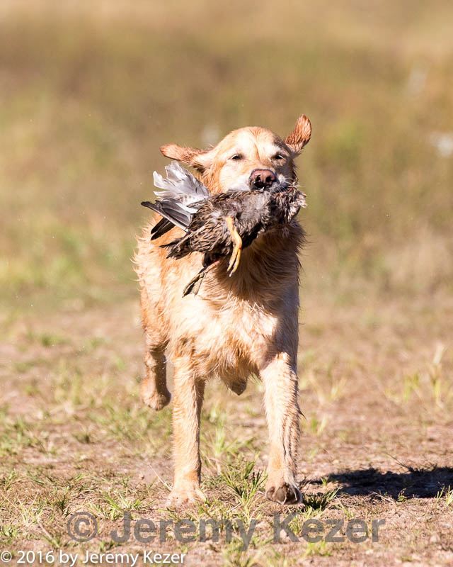 20160924-mh2-0367.jpg