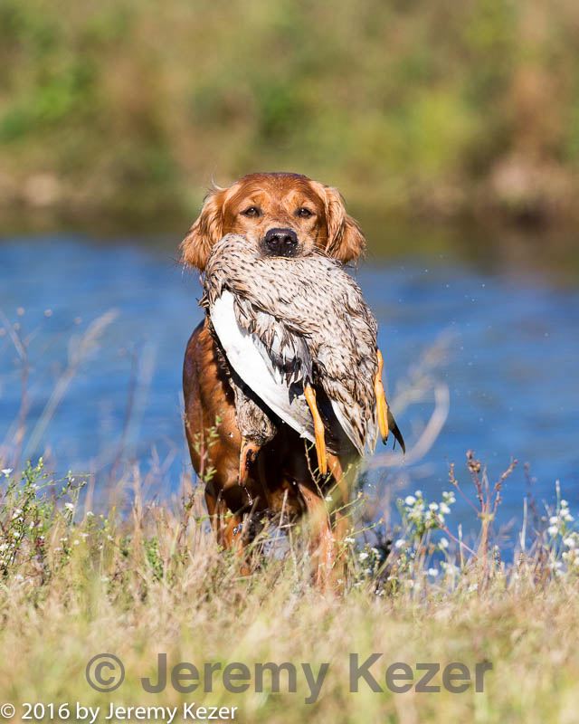 20160924-mh2-0530.jpg