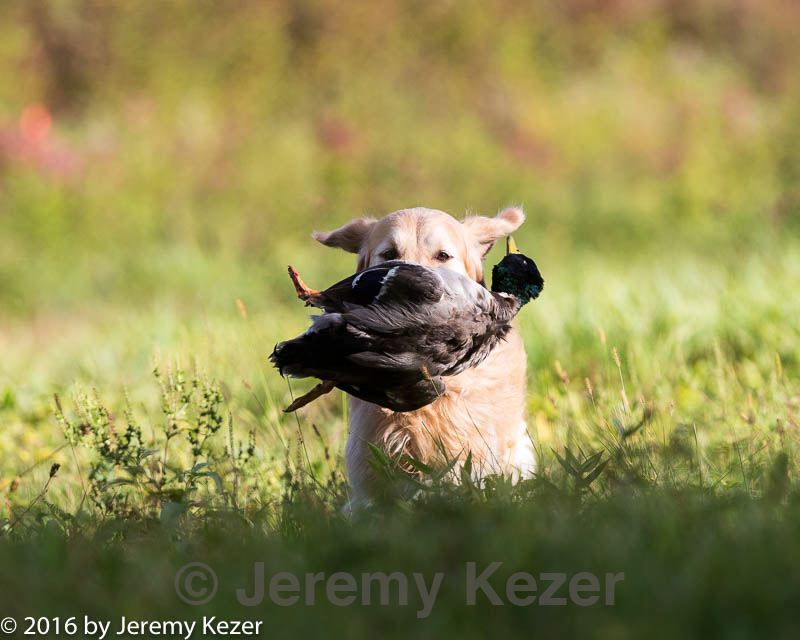 20160924-shl-0168.jpg