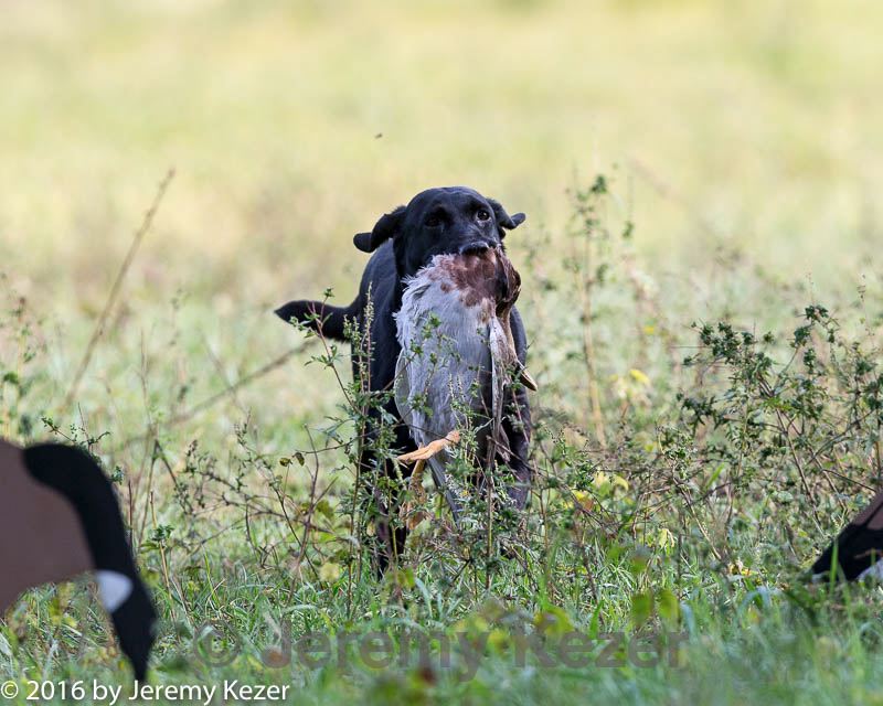 20160924-shl-0277.jpg