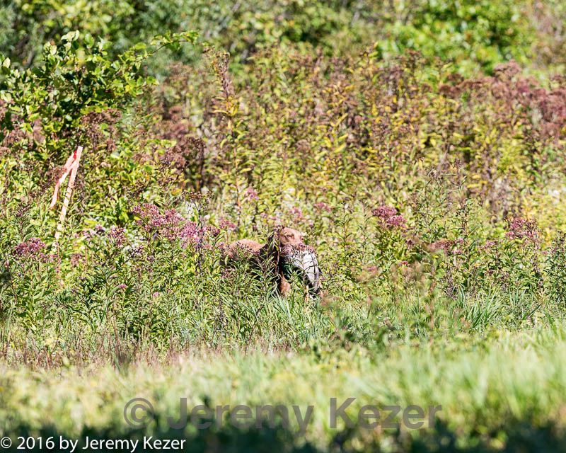 20160924-shl-0775.jpg