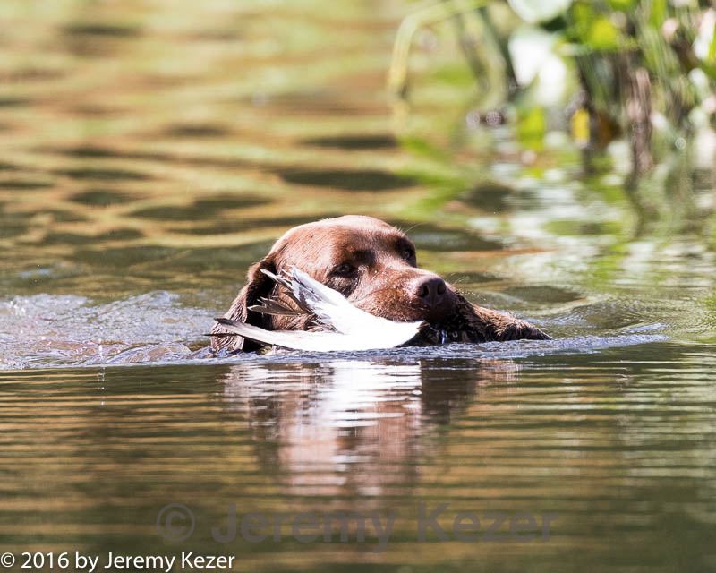 20160924-shw-0836.jpg