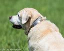 20170603-shrl-0120