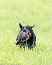 20170603-shrl-0374