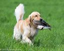 20170603-shrl-0549