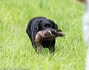 20170603-shrl-0974