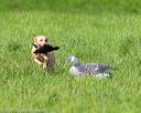 20170603-shrl-1045