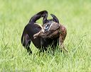 20170603-shrl-1163