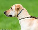 20170603-shrl-1233