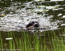 20170603-shrw-0242