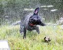 20170603-shrw-0378