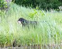 20170603-shrw-0497