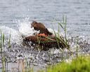20170603-shrw-0608