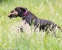 20170603-shrw-0780