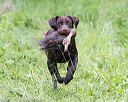 20170603-shrw-0791