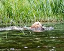 20170603-shrw-0919