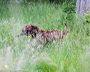 20170603-shrw-0995
