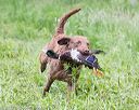20170603-shrw-1007