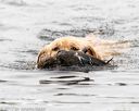 20170603-shrw-1037
