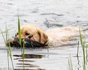 20170603-shrw-1042