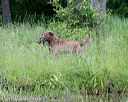 20170603-shrw-1102