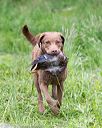 20170603-shrw-1112