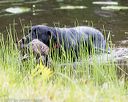 20170603-shrw-1160