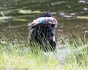 20170603-shrw-1464
