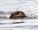 20170603-shrw-1475