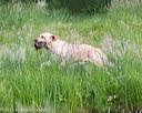 20170603-shrw-1549