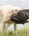 20170603-shrw-1600