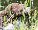 20170603-shrw-1662