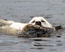 20170603-shrw-1779