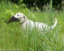 20170603-shrw-1812
