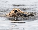 20170603-shrw-1935