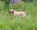 20170603-shrw-1962