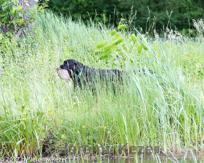 20170603-shrw-0497.jpg