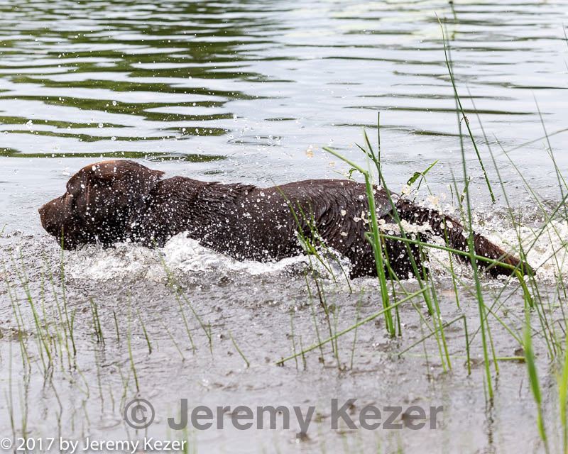 20170603-shrw-0829.jpg