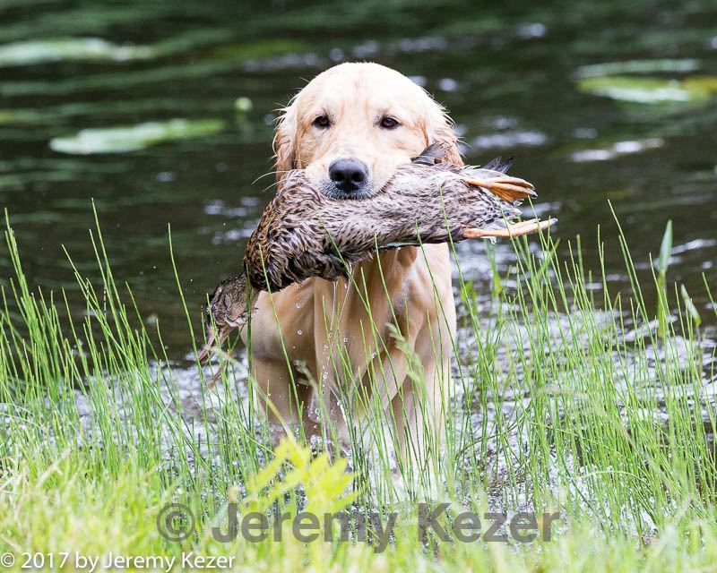 20170603-shrw-0933.jpg