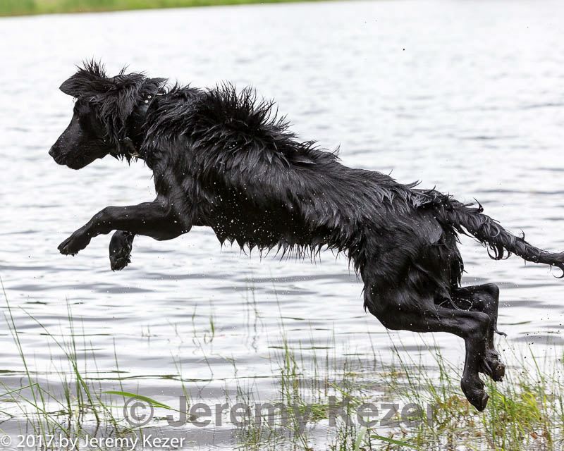 20170603-shrw-1267.jpg